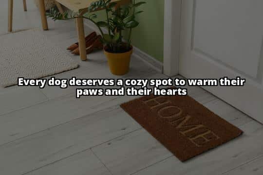 10 Best Dog Rugs of 2023