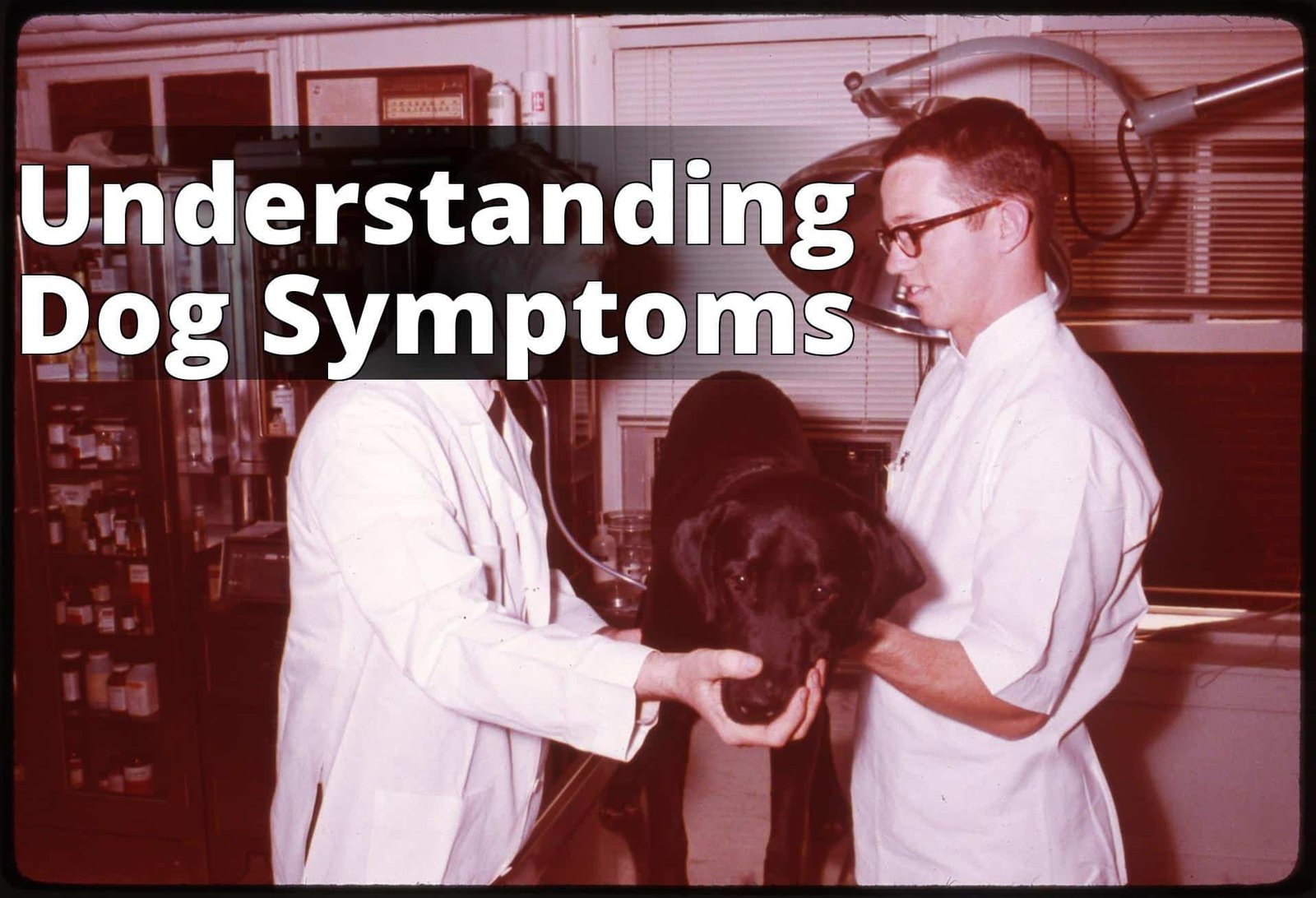 File:Examining a dog (WRAMC DPW 09-3476-1), National Museum of Health and Medicine (5178774984).jpg