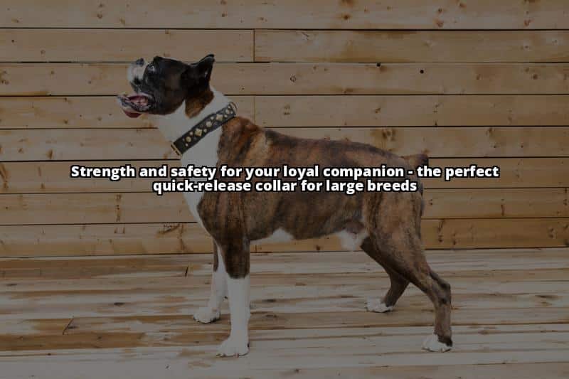 The 5 Best Quick-Release Dog Collars in 2023