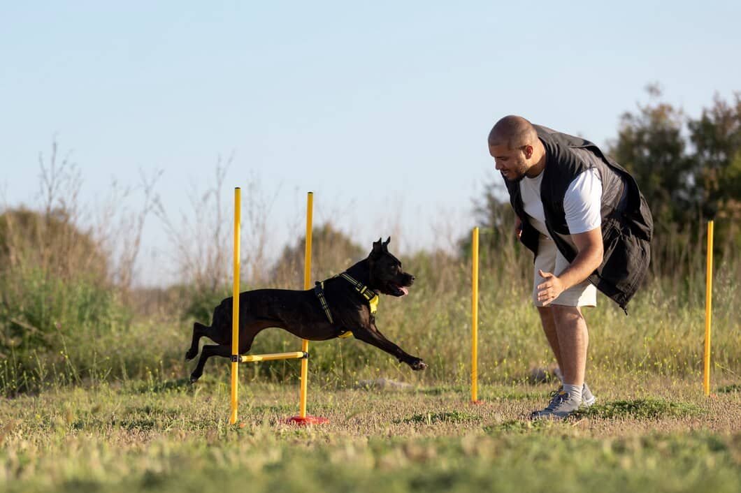 Reflective dog collars personal experience